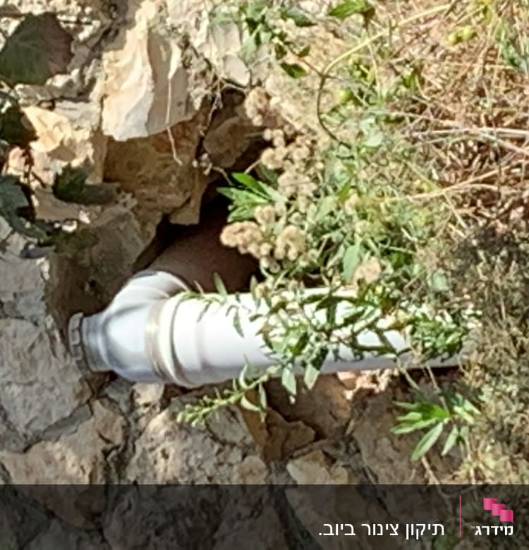 צינור לבן יוצא מקיר אבן עם צמחייה